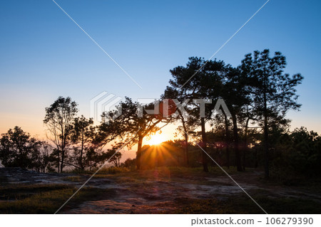sun set behine pine tree sun set behine pine tree 106279390