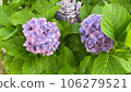 繡球花 106279521