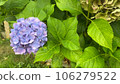 繡球花 106279522