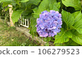繡球花 106279523