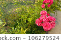 紅花 106279524