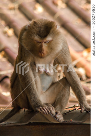 Northern Pig-tailed Macaque on the roof is a short stout macaque. Short, gray or brown fur quite long page The hair on the head is short, gray or brown. 106279610