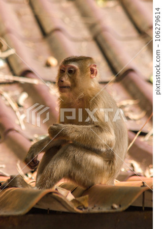 Northern Pig-tailed Macaque on the roof is a short stout macaque. Short, gray or brown fur quite long page The hair on the head is short, gray or brown. Northern Pig-tailed Macaque on the roof is a short stout macaque. Short, gray or brown fur quite long page The hair on the head is short, gray or brown. 106279614