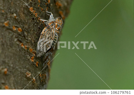 Two cicadas perching on trees 106279761
