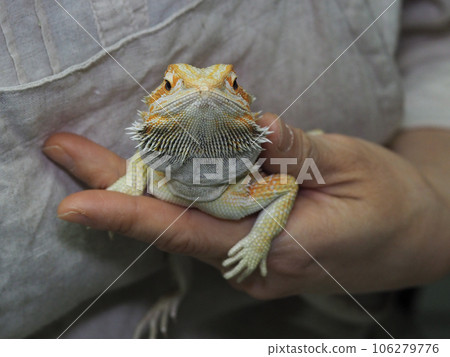 A bearded lizard posing on a hand A bearded lizard posing on a hand 106279776