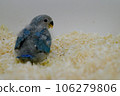 Cute back view of Rosy-faced Lovebird chick Cute back view of Rosy-faced Lovebird chick 106279806