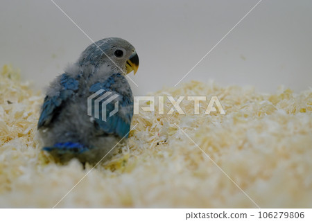 Cute back view of Rosy-faced Lovebird chick 106279806