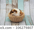Abyssinian guinea pig Abyssinian guinea pig 106279807
