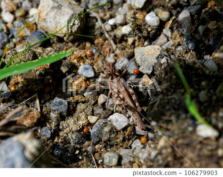 Dark brown locust, Locustidae Warty locust 106279903