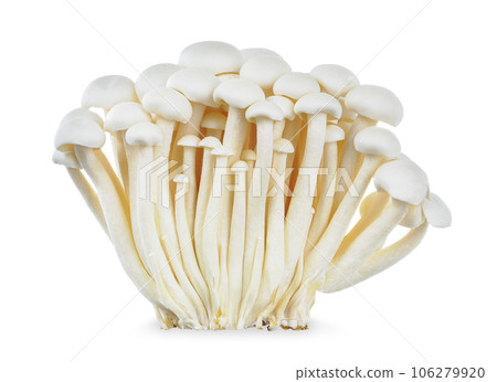 Shimeji mushroom isolated on white background. 106279920