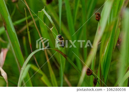 切葉蜂史密斯切葉蜂由豆科植物葉子製成 106280036