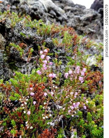 冰島夏季 Dimmborgil 石南花 冰島夏季 Dimmborgil 石南花 106280079