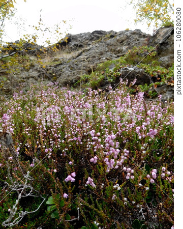 冰島夏季 Dimmborgil 石南花 106280080