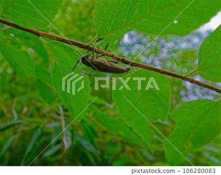 Longhorn beetle perched on a branch Longhorn beetle perched on a branch 106280083