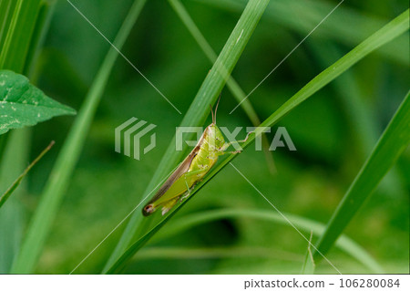 一隻蝗蟲棲息在葉子上,蝗蟲 Kobanei Nago ♂ 一隻蝗蟲棲息在葉子上,蝗蟲 Kobanei Nago ♂ 106280084