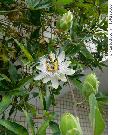 Passion fruit flowers Passion fruit flowers 106280166