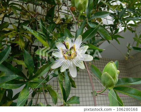 百香果花 百香果花 106280168