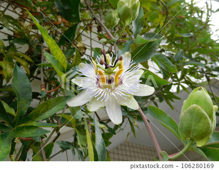 百香果花 百香果花 106280169