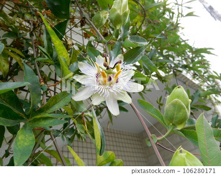 Passion fruit flowers Passion fruit flowers 106280171