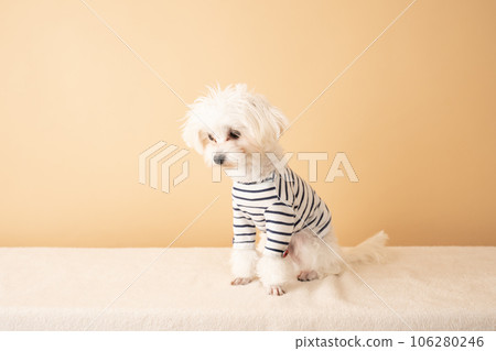 Puppy looking down wearing striped clothes 106280246