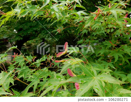 Kyoto Ohara maple leaves with seeds Kyoto Ohara maple leaves with seeds 106280271