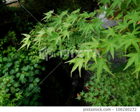Kyoto Ohara maple leaves with seeds Kyoto Ohara maple leaves with seeds 106280272