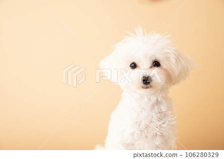 坐著的 Maltipoo 小狗的半身像 106280329