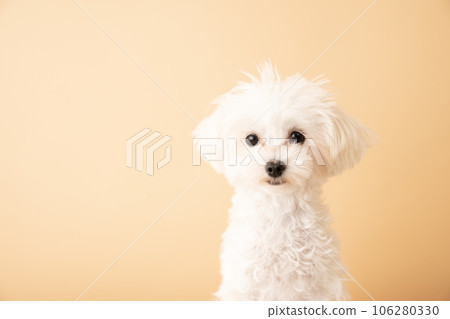 坐著的 Maltipoo 小狗的半身像 106280330