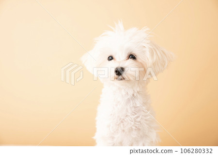 Bust-up of a sitting Maltipoo puppy 106280332