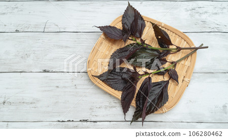 紅紫蘇 紅紫蘇 106280462