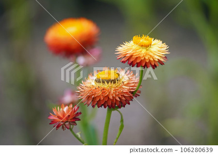 Flowers of Mughiwaragikiku Flowers of Mughiwaragikiku 106280639
