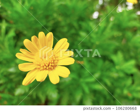黃花 106280668