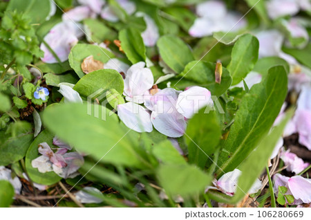 櫻桃花瓣 106280669