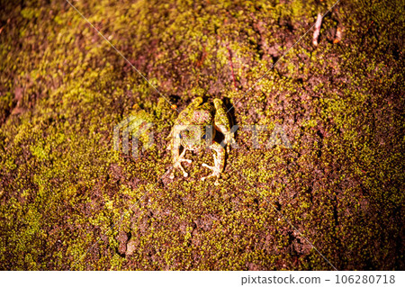 Amamiishikawa frog standing on moss-covered bedrock 106280718