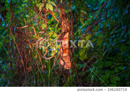 我在奄美大島自然觀察夜遊中遇到的Modama 106280719