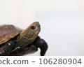 Japanese turtle Japanese turtle 106280904