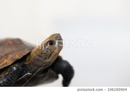 Japanese turtle 106280904