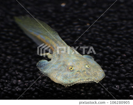 budget frog tadpole budget frog tadpole 106280905