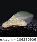 budget frog tadpole budget frog tadpole 106280906