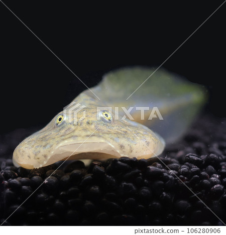 budget frog tadpole budget frog tadpole 106280906