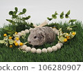 English guinea pig English guinea pig 106280907
