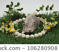 English guinea pig English guinea pig 106280908