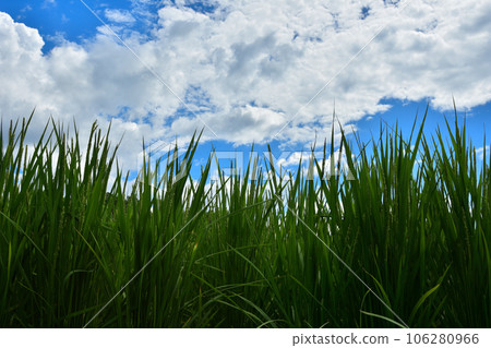 rice and summer sky 106280966
