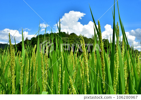 稻穗和夏日的天空 106280967