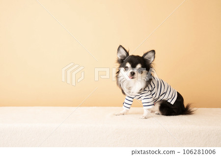 吉娃娃坐在條紋衣服 吉娃娃坐在條紋衣服 106281006