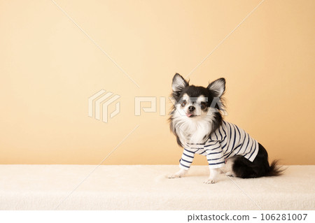 Chihuahua sitting in striped clothes Chihuahua sitting in striped clothes 106281007