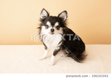 Chihuahua minon sitting and smiling 106281042