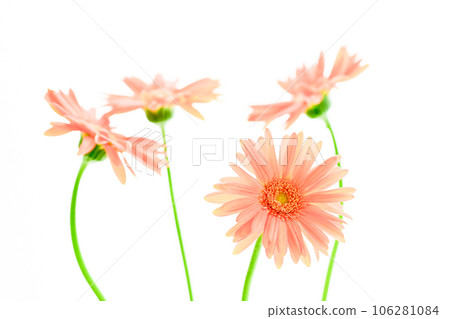 亮粉色非洲菊 106281084