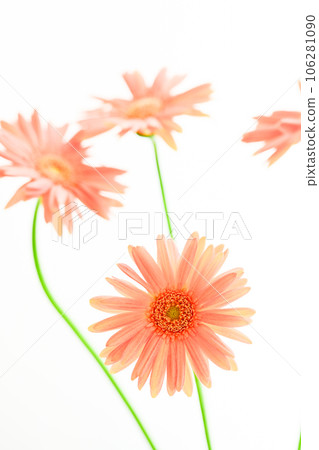 bright pink gerbera bright pink gerbera 106281090