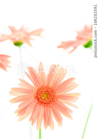 bright pink gerbera bright pink gerbera 106281091